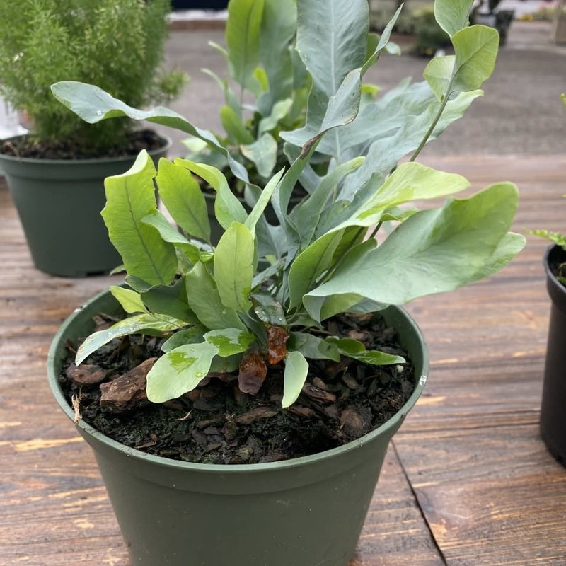 The Plant Shoppe Fern - Blue Star 6" Grow Pot