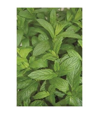 The Plant Shoppe Mint Spearmint Herbs 4"