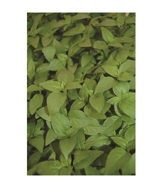 The Plant Shoppe Basil Thai Organic Herbs 4"