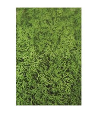 The Plant Shoppe Dill Organic Herbs 4.5"