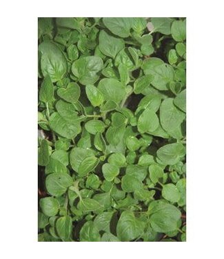 The Plant Shoppe Oregano Organic Herbs 4.5"