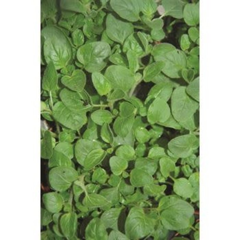 The Plant Shoppe Oregano Organic Herbs 4.5"