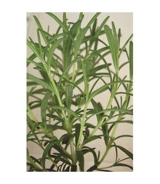 The Plant Shoppe Rosemary Organic Herbs 4.5"