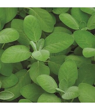 The Plant Shoppe Sage Garden Herbs  4"