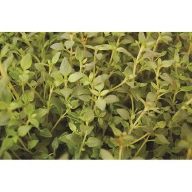 The Plant Shoppe Thyme Garden Organic Herbs 4.5"