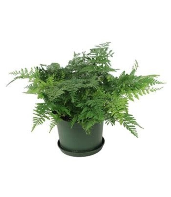 Fern Rabbit's Foot 6"