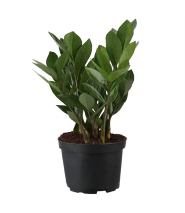 The Plant Shoppe Zamioculcas-Zamifolia ZZ plant 6"