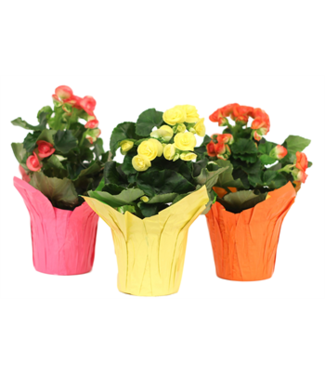 The Plant Shoppe Begonia Assorted 4.5" indoor