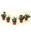 The Plant Shoppe Calandiva Assorted 2.5"