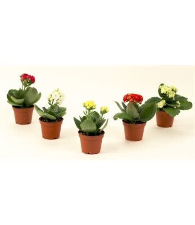 The Plant Shoppe Calandiva Assorted 2.5"