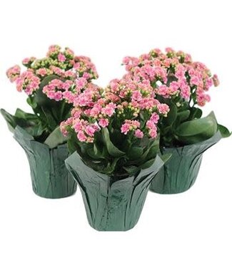 The Plant Shoppe Calandiva Assorted 4.5" Kalanchoe blossfeldiana
