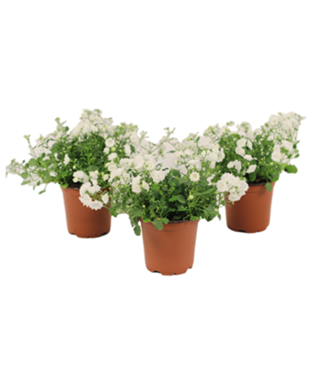 The Plant Shoppe Campanula 4"