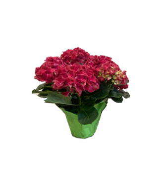 The Plant Shoppe Hydrangea 5"