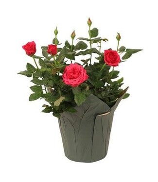 Rose, assorted 6"