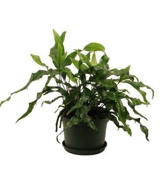 Fern Kangaroo Paw 6"