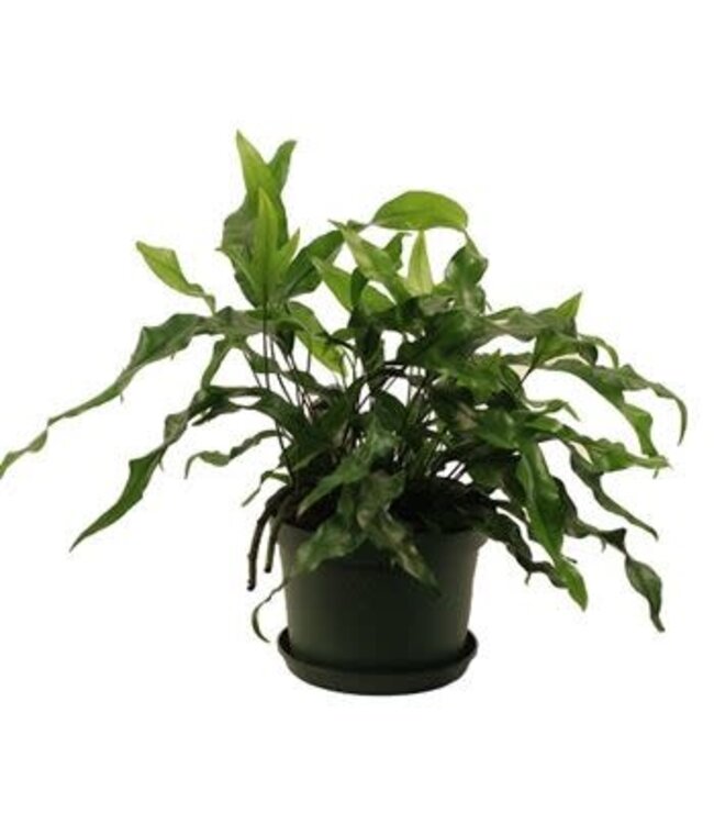 Fern Kangaroo Paw 6"