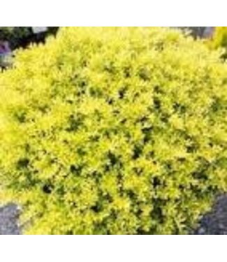 Southern Living ILEX 'TOUCH OF GOLD'