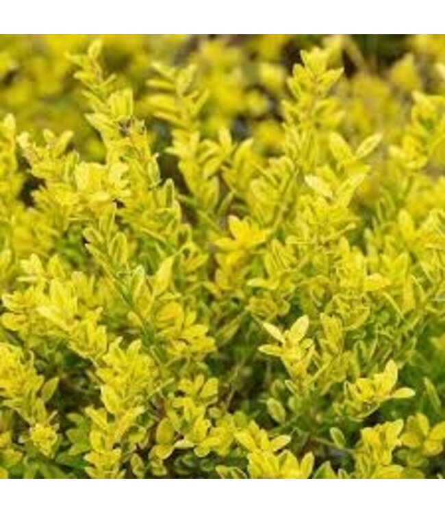 Southern Living ILEX 'TOUCH OF GOLD'