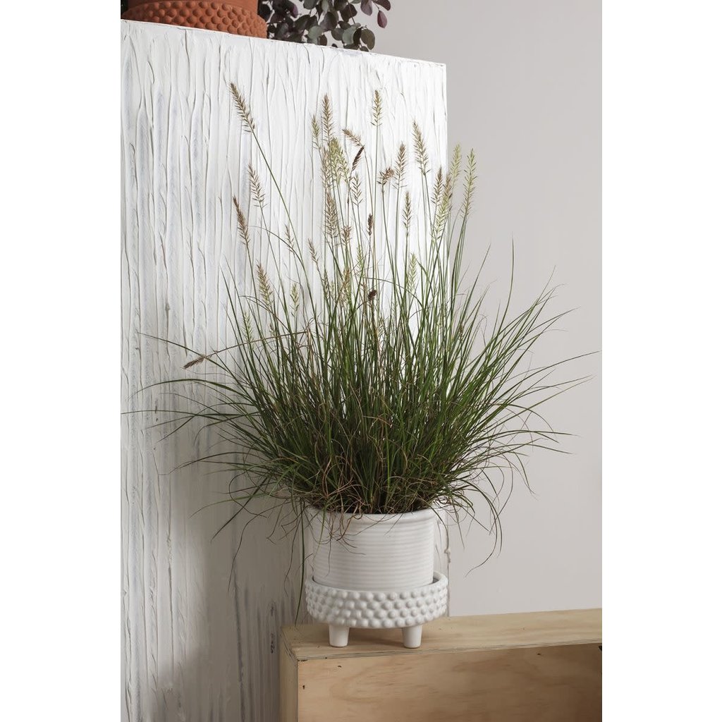 The Plant Shoppe Jane Footed Pot 6.25"x6" White