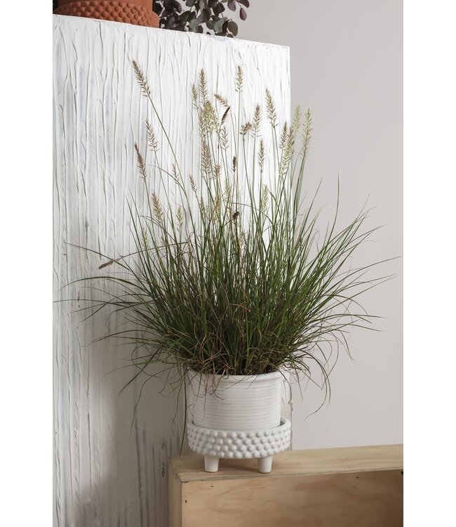The Plant Shoppe Jane Footed Pot 6.25"x6" White