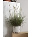 The Plant Shoppe Jane Footed Pot 6.25"x6" White