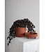 The Plant Shoppe Jane Footed Pot 8"x7.75" Terra