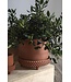 The Plant Shoppe Jane Footed Pot 12.5"x11" Terra