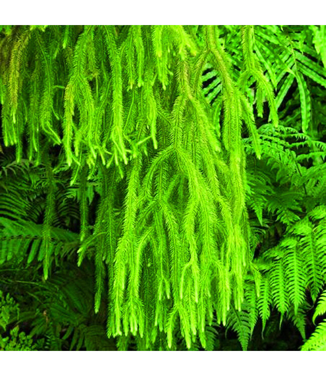 The Plant Shoppe Fern Tassel 1G
