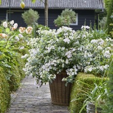 Proven Winner Hydrangea 'Fairytrail Bride' PW 2g