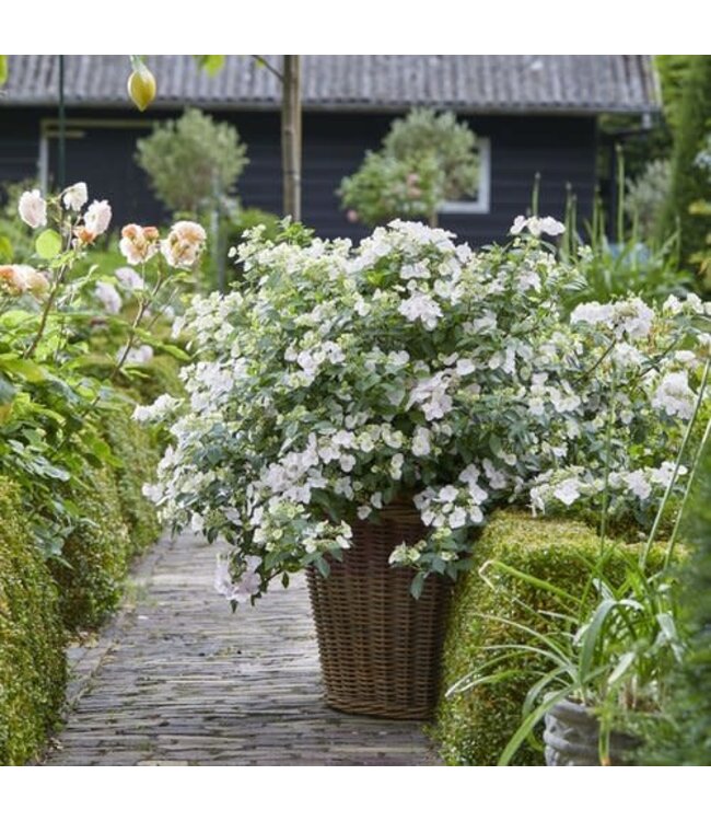 Proven Winner Hydrangea 'Fairytrail Bride' PW 2g