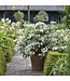 Proven Winner Hydrangea 'Fairytrail Bride' PW 2g