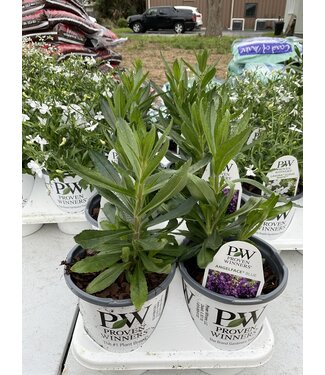 Proven Winner Angelonia Blue Angel Face Hybrid (1 qt)