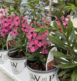 Proven Winner Angelonia 'Perfectly Pink' PW 1qt
