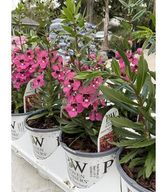 Proven Winner Angelonia 'Perfectly Pink' PW 1qt