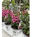 Proven Winner Angelonia 'Perfectly Pink' PW 1qt