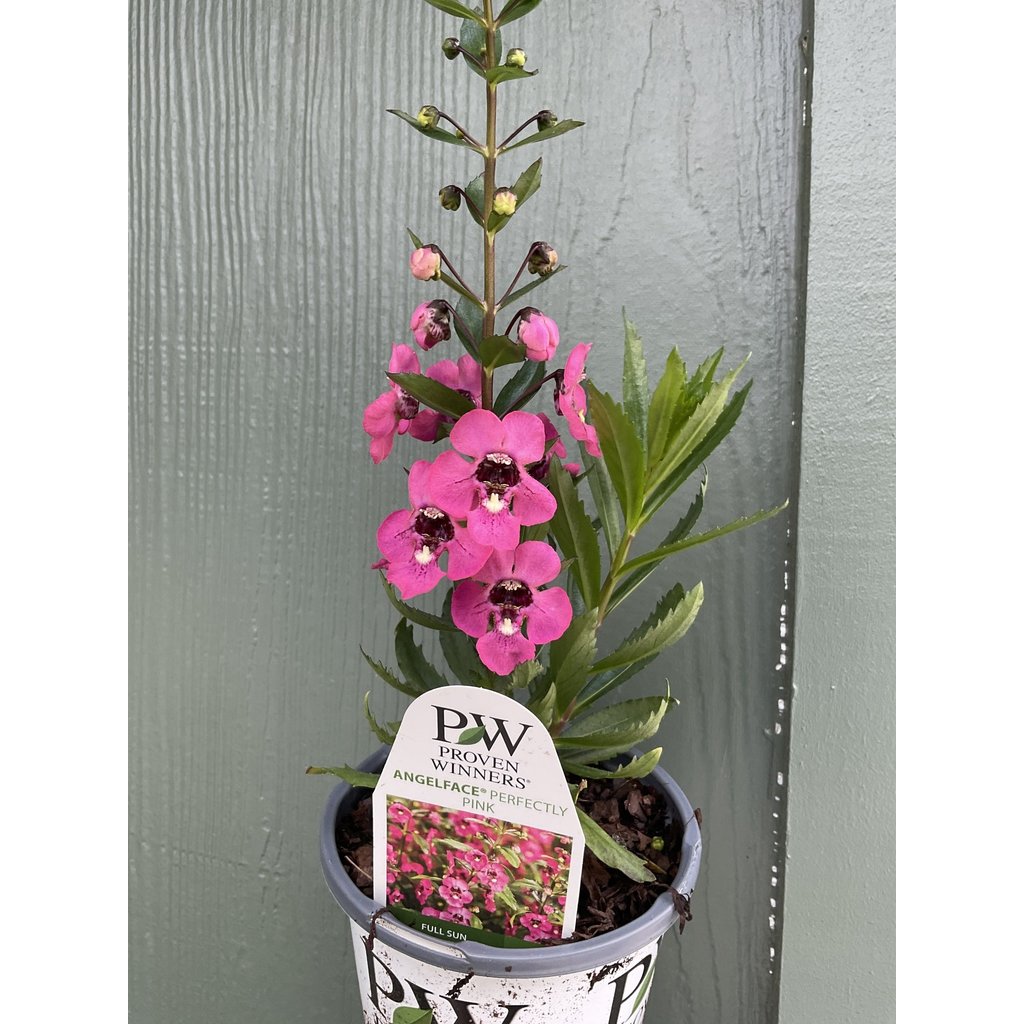 Proven Winner Angelonia 'Perfectly Pink' PW 1qt