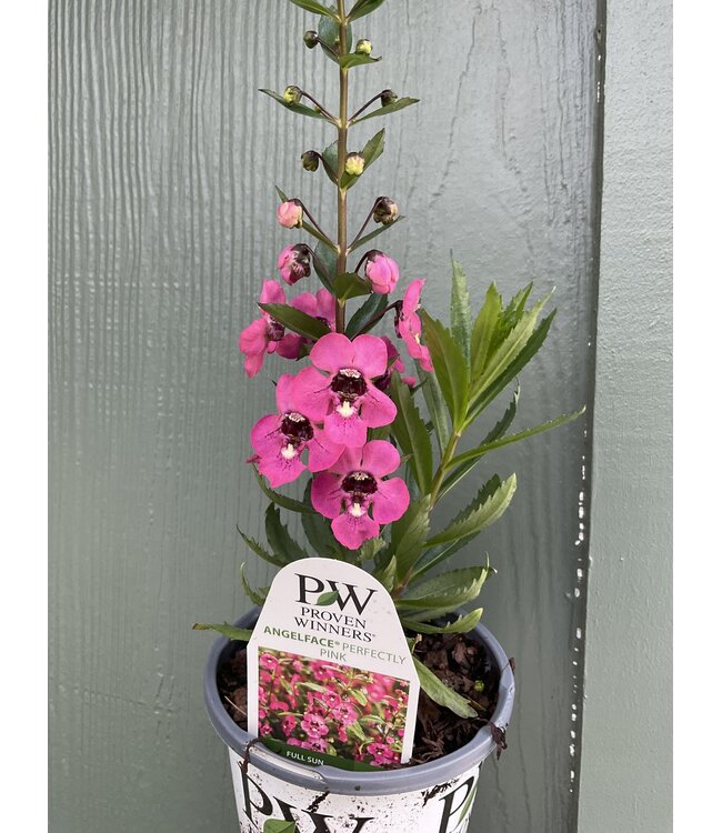 Proven Winner Angelonia 'Perfectly Pink' PW 1qt