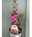 Proven Winner Angelonia 'Perfectly Pink' PW 1qt