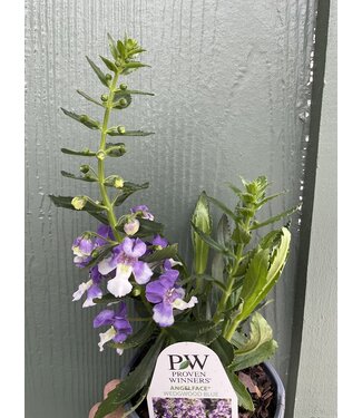Proven Winner Angelonia 'Wedgewood Blue'  PW 1 qt