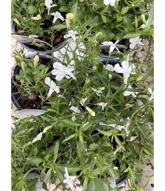 Lobelia Laguna 'Cloud White' 1q PW