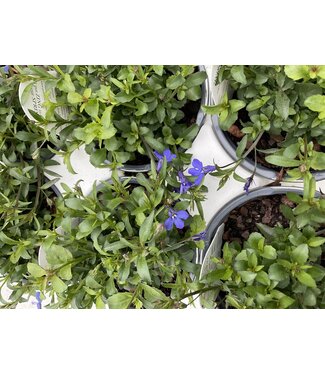 The Plant Shoppe Lobelia Laguna 'Dark Blue' 1q PW