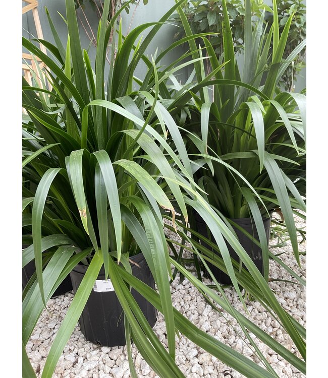 The Plant Shoppe Iris Walking  3G