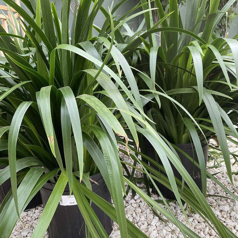 The Plant Shoppe Iris Walking  3G