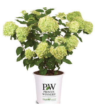 Proven Winner Hydrangea 'Little Lime ' PW 3G