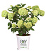 Proven Winner Hydrangea 'Little Lime ' PW 3G