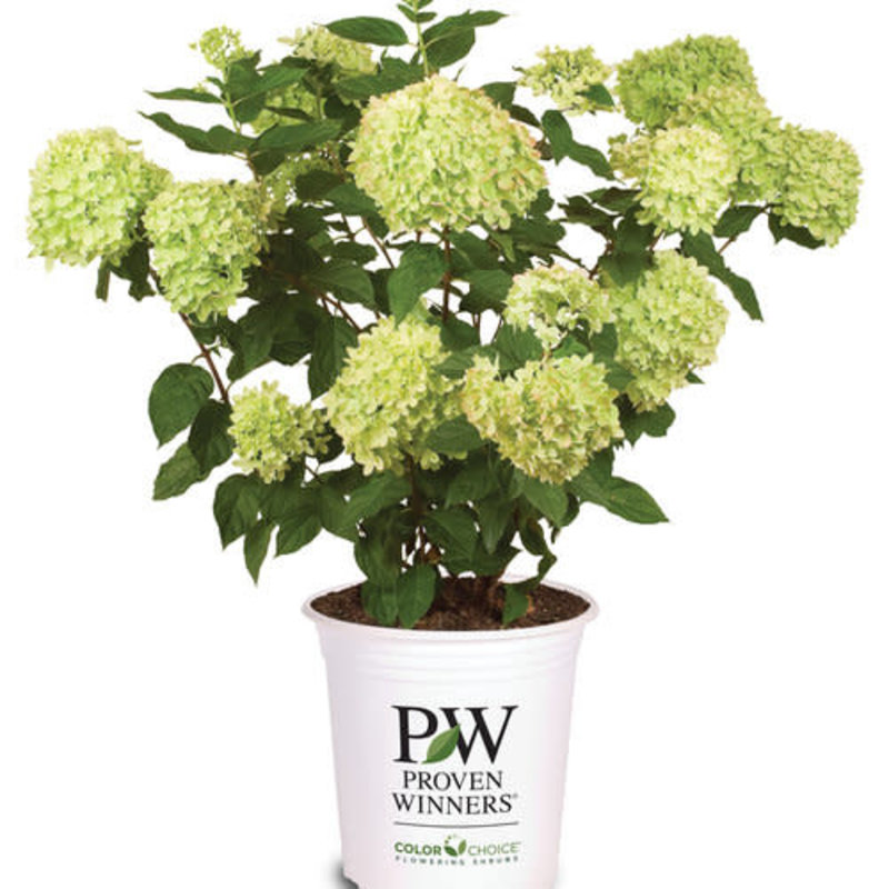 Proven Winner Hydrangea 'Little Lime ' PW 3G