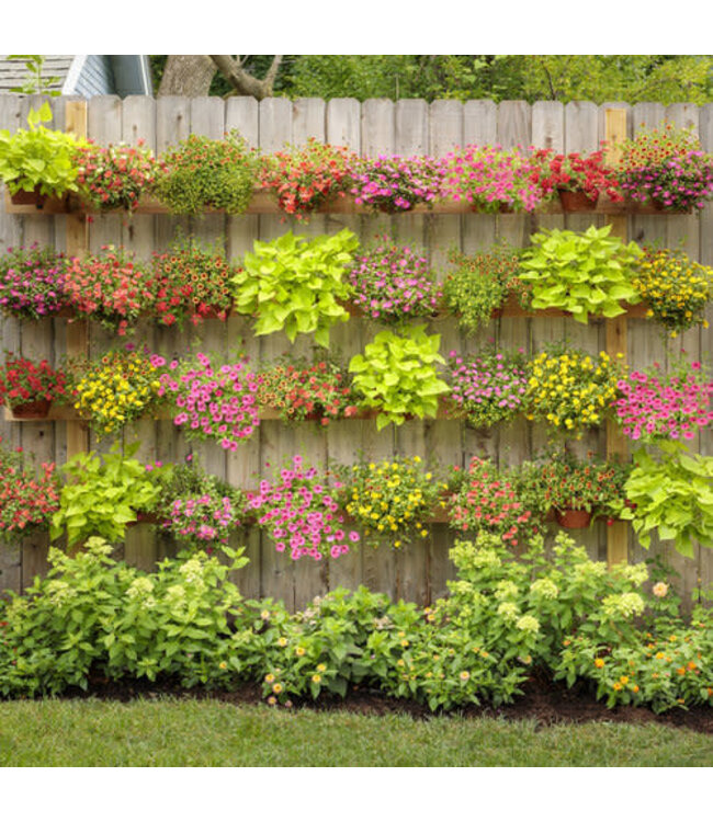 Proven Winner Hydrangea 'Little Lime ' PW 3G