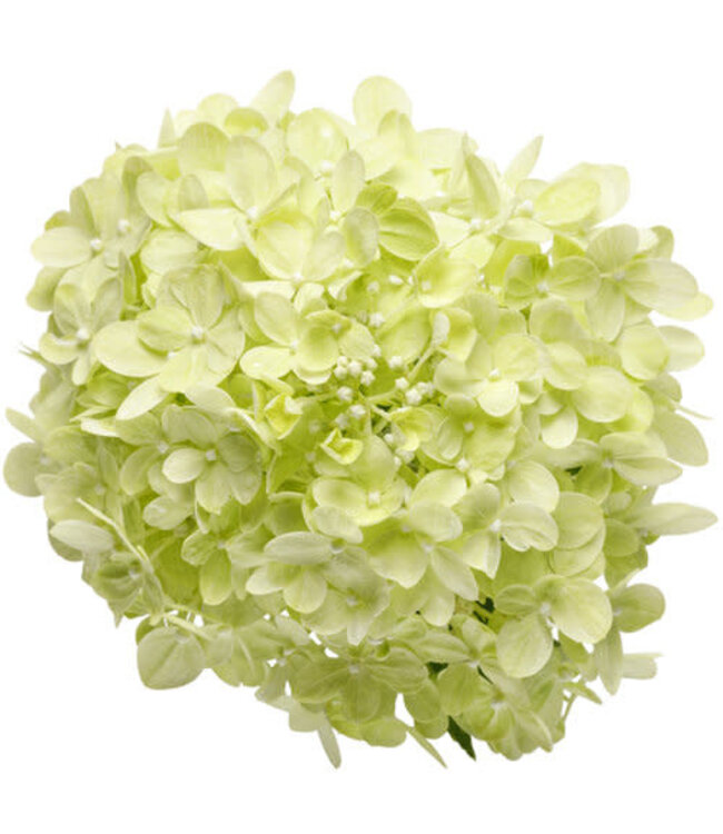 Proven Winner Hydrangea 'Little Lime ' PW 3G