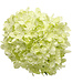 Proven Winner Hydrangea 'Little Lime ' PW 3G