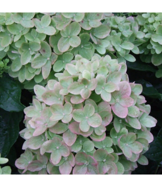 Proven Winner Hydrangea 'Little Lime ' PW 3G